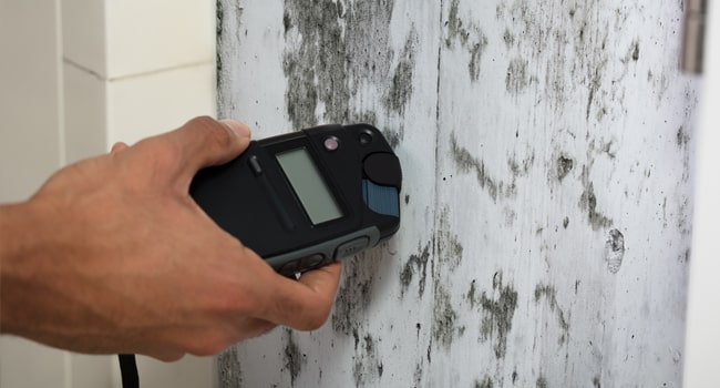 Mold Inspection. Image shows a man holding a device to a moldy wall to gauge dampness.